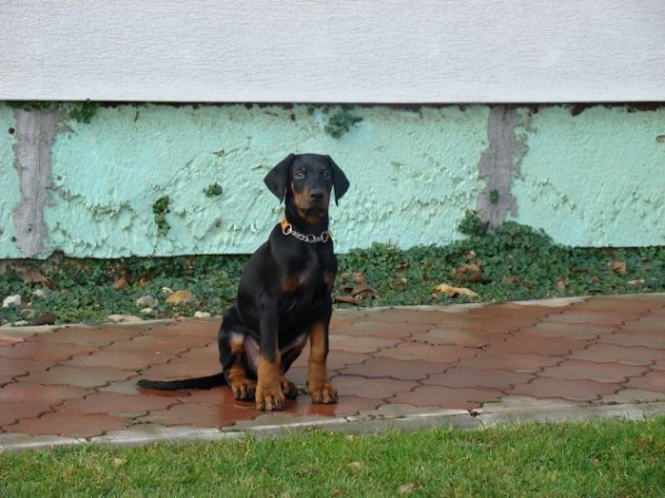 Jack von der Lüsenwiese 10 týdnů